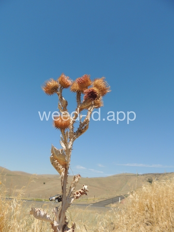 thistle, Scotch